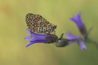 G�zel �parhan&nbsp;(Melitaea&nbsp;trivia)