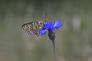 G�zel �parhan&nbsp;(Melitaea&nbsp;trivia)