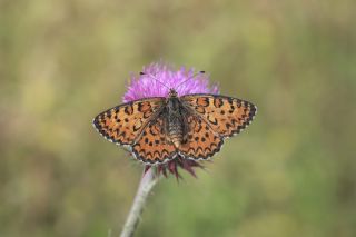 G�zel �parhan&nbsp;(Melitaea&nbsp;trivia)