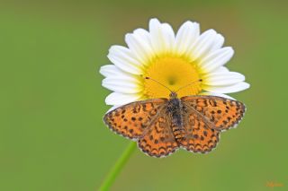 Gzel parhan (Melitaea trivia)