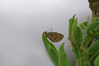 Gzel parhan (Melitaea trivia)