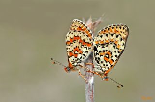 Gzel parhan (Melitaea trivia)
