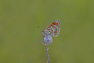 Gzel parhan (Melitaea syriaca)