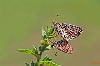 G�zel �parhan&nbsp;(Melitaea&nbsp;trivia)
