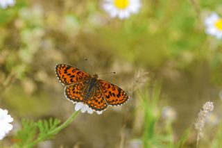 Gzel parhan (Melitaea syriaca)