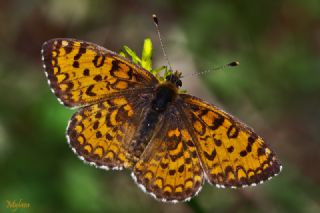 Gzel parhan (Melitaea syriaca)