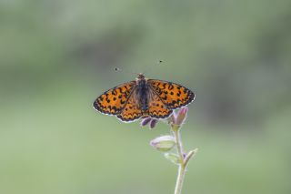 Gzel parhan (Melitaea syriaca)