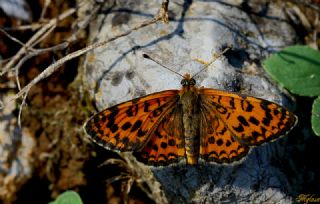 Gzel parhan (Melitaea trivia)