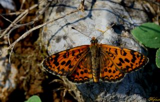 Gzel parhan (Melitaea syriaca)