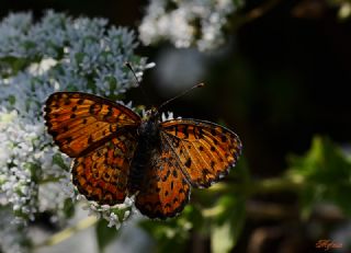 Gzel parhan (Melitaea trivia)