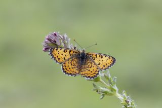 Gzel parhan (Melitaea trivia)