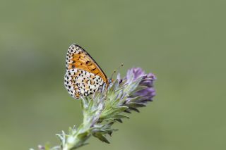 Gzel parhan (Melitaea trivia)