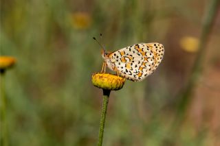 Gzel parhan (Melitaea trivia)