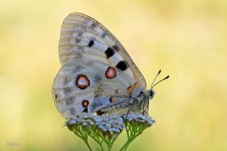 Apollo&nbsp;(Parnassius&nbsp;apollo)
