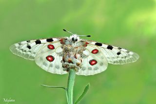 Apollo&nbsp;(Parnassius&nbsp;apollo)