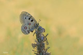 Apollo&nbsp;(Parnassius&nbsp;apollo)