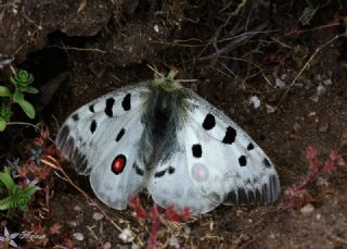 Apollo (Parnassius apollo)