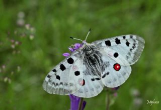 Apollo (Parnassius apollo)