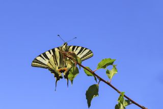 Erik Krlangkuyruk (Iphiclides podalirius)