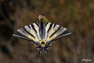 Erik Krlangkuyruk (Iphiclides podalirius)