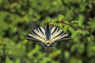 Erik Krlangkuyruk (Iphiclides podalirius)
