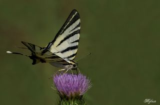 Erik Krlangkuyruk (Iphiclides podalirius)