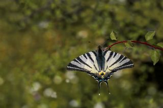 Erik Krlangkuyruk (Iphiclides podalirius)