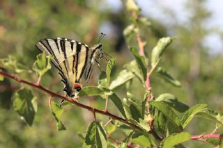 Erik Krlangkuyruk (Iphiclides podalirius)