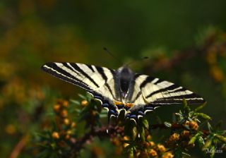 Erik Krlangkuyruk (Iphiclides podalirius)