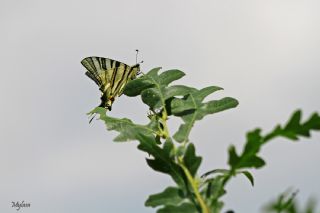 Erik Krlangkuyruk (Iphiclides podalirius)