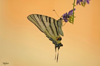 Erik Krlangkuyruk (Iphiclides podalirius)