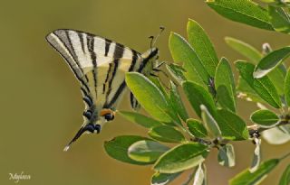 Erik K�rlang��kuyruk&nbsp;(Iphiclides&nbsp;podalirius)