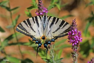 Erik Krlangkuyruk (Iphiclides podalirius)