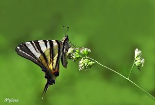 Erik Krlangkuyruk (Iphiclides podalirius)