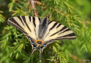 Erik Krlangkuyruk (Iphiclides podalirius)