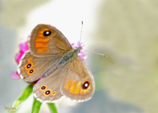 K���k Esmerboncuk&nbsp;(Lasiommata&nbsp;megera)