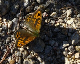 Kk Esmerboncuk (Lasiommata megera)
