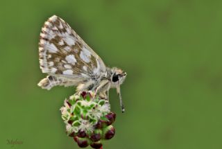Zeytuni Zpzp (Pyrgus serratulae)