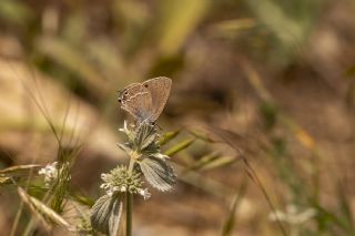 Sevbeni (Satyrium abdominalis)