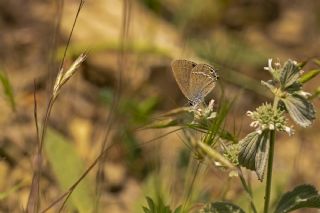 Sevbeni&nbsp;(Satyrium&nbsp;abdominalis)