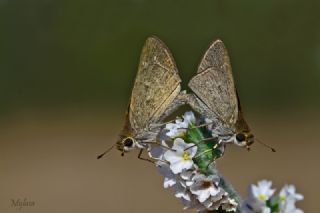 Cce Zpzp (Gegenes pumilio)