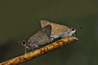Cce Zpzp (Gegenes pumilio)