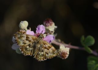 Hatmi Zpzp (Carcharodus alceae)