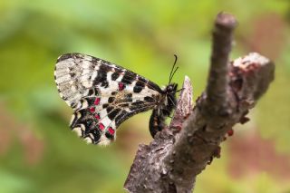 Kafkas Fistosu (Zerynthia caucasica)