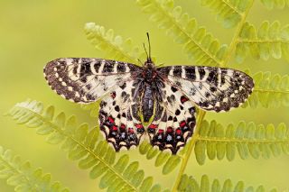 Kafkas Fistosu (Zerynthia caucasica)