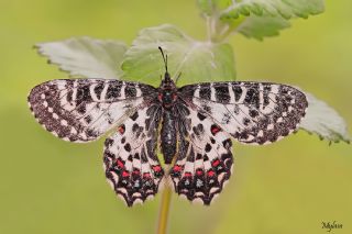 Kafkas Fistosu (Zerynthia caucasica)