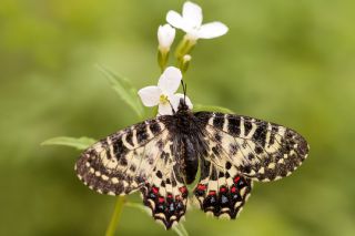 Kafkas Fistosu (Zerynthia caucasica)