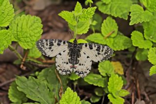 Kafkas Fistosu (Zerynthia caucasica)