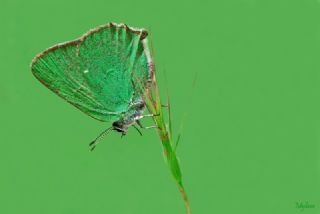 Zmrt (Callophrys rubi)