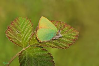 Zmrt (Callophrys rubi)